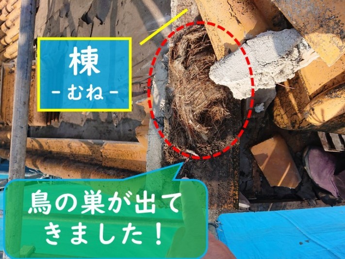 岩出市の屋根葺き替え工事で瓦をめくると棟の部分から鳥の巣が出てきました