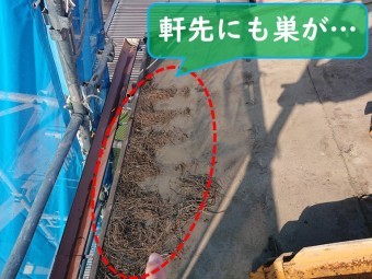 岩出市の屋根葺き替え工事で瓦をめくると軒先の部分から鳥の巣が出てきました