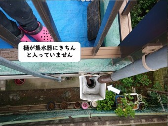 岩出市の樋が集水器にきちんと入っていません
