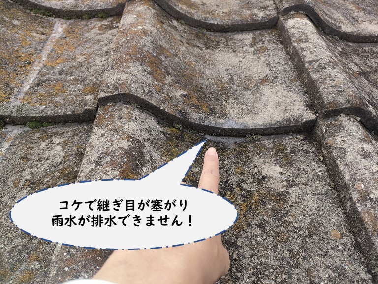和歌山市でセメント瓦にコケが付いてました