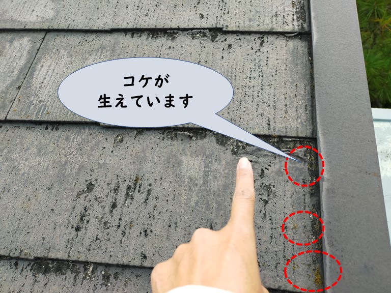 和歌山市で塗膜がめくれた部分にコケが生えてた