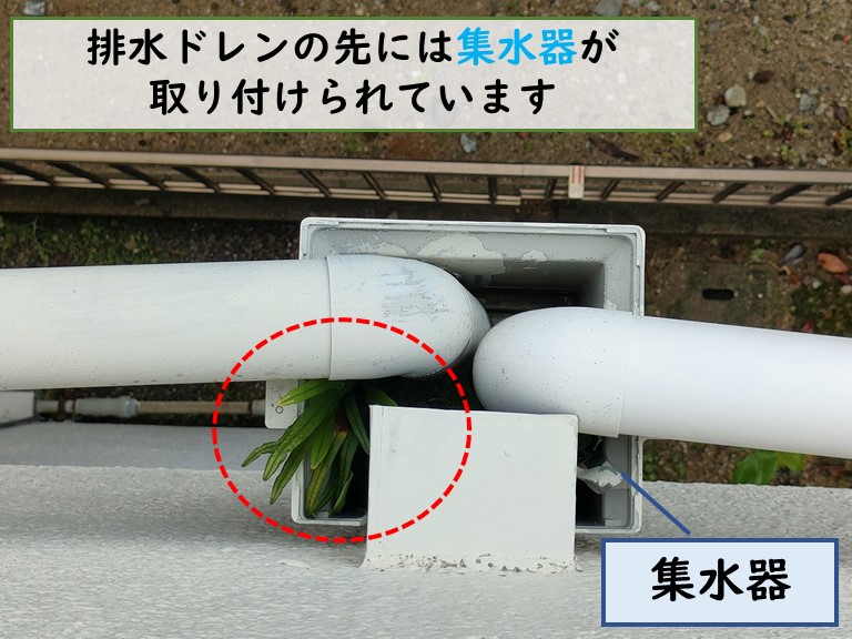 和歌山市で排水ドレンに植物が生えていました