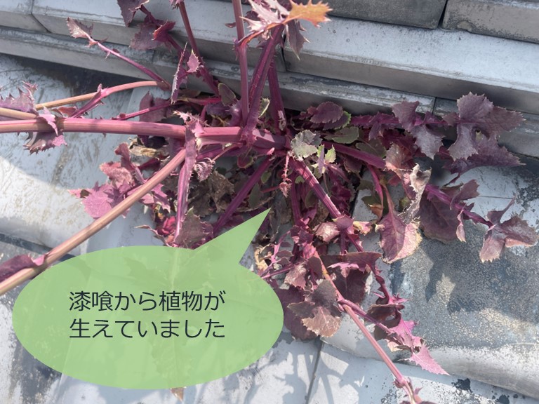 和歌山市で漆喰から植物が伸びていました