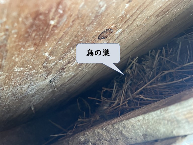 和歌山市で軒天の内側に鳥の巣がありました