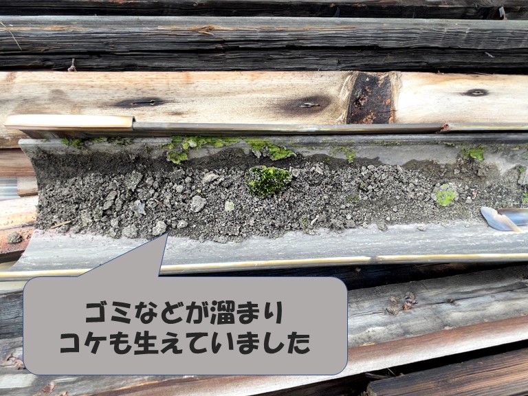 和歌山市の波板屋根の軒樋に土やゴミが溜まり苔も生えていました