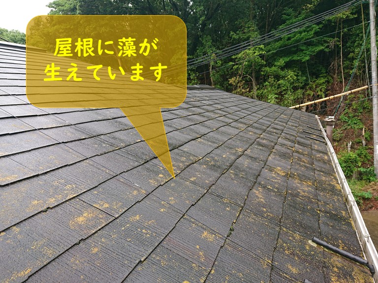 紀の川市で屋根に藻が生えており屋根塗装を行うサインです